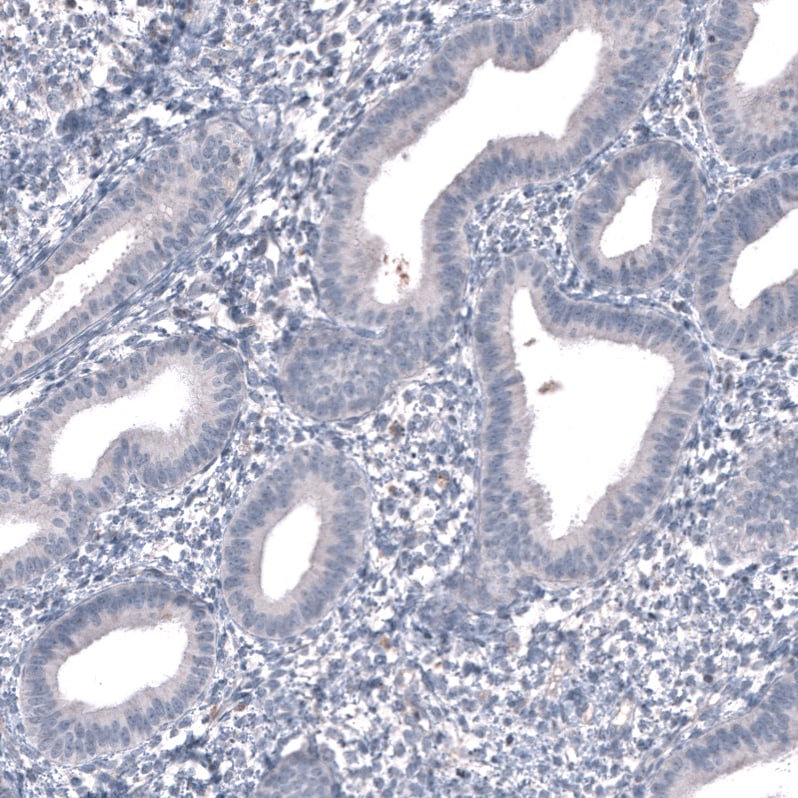 SALL4 Antibody (CL12180) - Azide and BSA Free Immunohistochemistry-Paraffin: SALL4 Antibody [NBP3-44347]