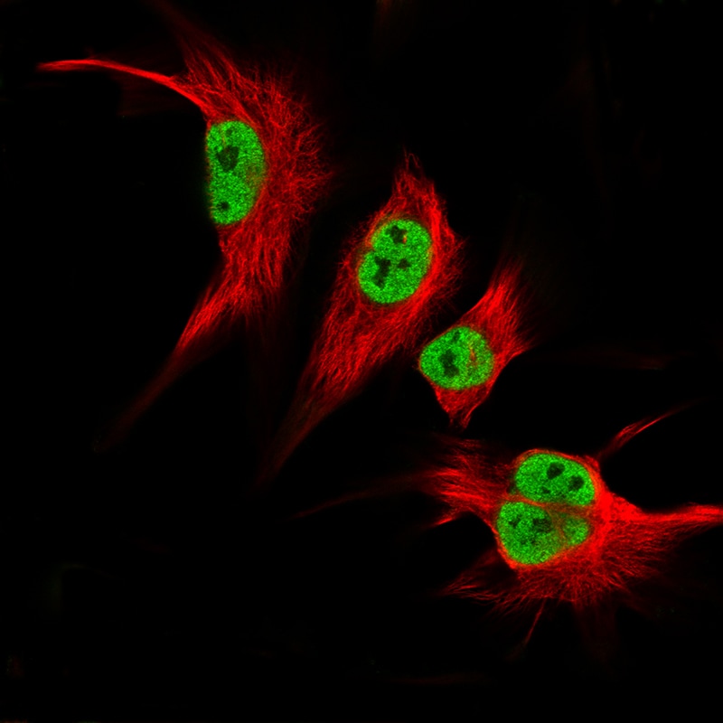 KLF2 Antibody (CL14502) - Azide and BSA Free Immunocytochemistry/ Immunofluorescence: KLF2 Antibody [NBP3-44350]