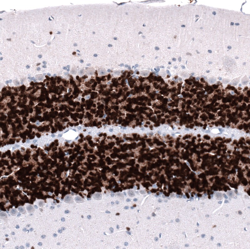 RBFOX3/NeuN Antibody (CL11892) - Azide and BSA Free Immunohistochemistry-Paraffin: RBFOX3/NeuN Antibody [NBP3-44354]