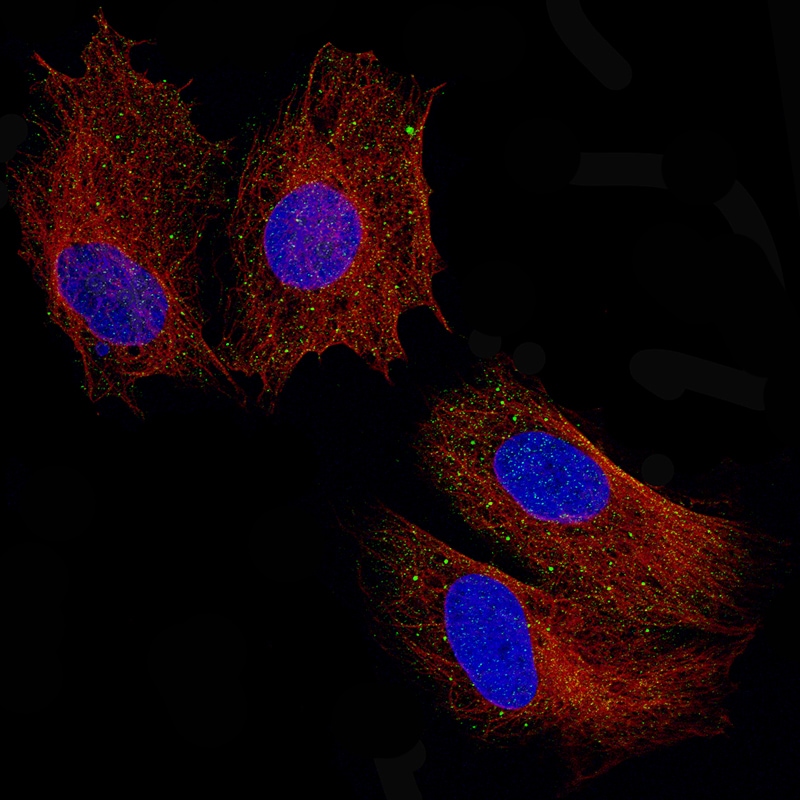 Periostin/OSF-2 Antibody (CL12087) - Azide and BSA Free Immunocytochemistry/ Immunofluorescence: Periostin/OSF-2 Antibody [NBP3-44358]