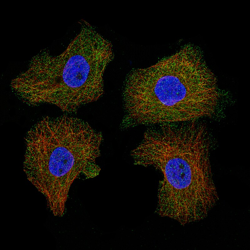CD5 Antibody (CL12334) - Azide and BSA Free Immunocytochemistry/ Immunofluorescence: CD5 Antibody [NBP3-44362]