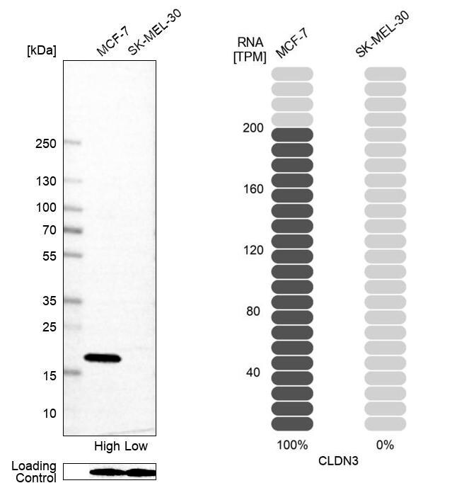 Claudin-3 Antibody (CL13129) - Azide and BSA Free Western Blot: Claudin-3 Antibody [NBP3-44367]