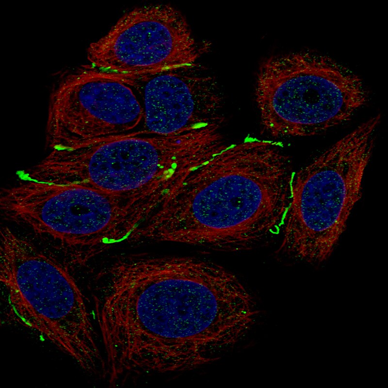 Claudin-3 Antibody (CL13129) - Azide and BSA Free Immunocytochemistry/ Immunofluorescence: Claudin-3 Antibody [NBP3-44367]