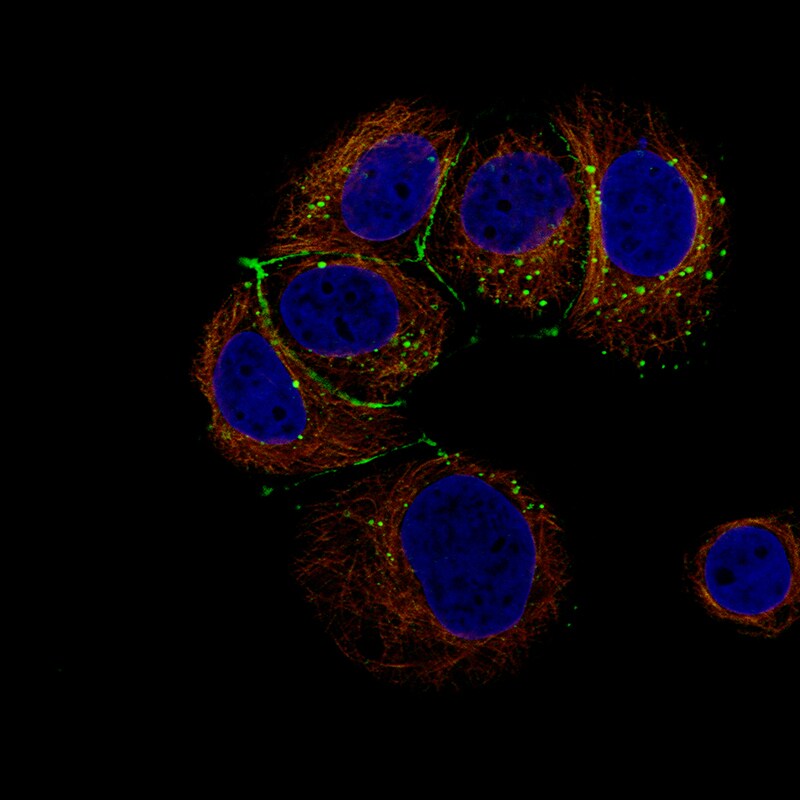Claudin-3 Antibody (CL13128) - Azide and BSA Free Immunocytochemistry/ Immunofluorescence: Claudin-3 Antibody [NBP3-44368]