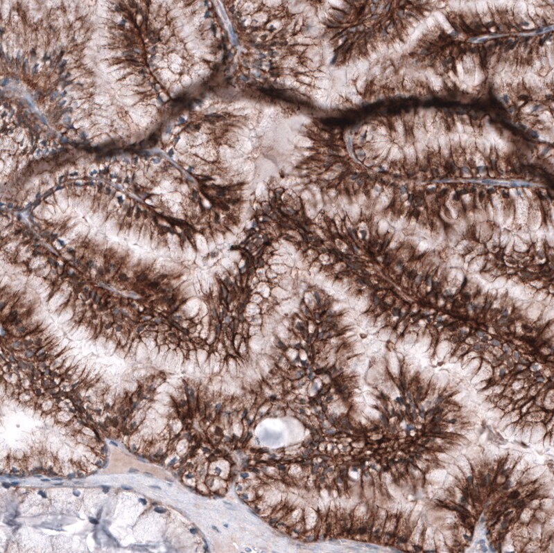 CD99 Antibody (CL12929) - Azide and BSA Free Immunohistochemistry-Paraffin: CD99 Antibody [NBP3-44371]