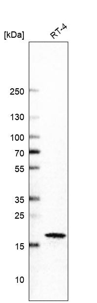 p21/CIP1/CDKN1A Antibody (CL13081) - Azide and BSA Free Western Blot: p21/CIP1/CDKN1A Antibody [NBP3-44384]