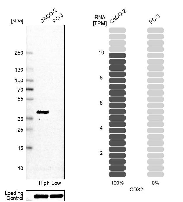 CDX2 Antibody (CL12967) - Azide and BSA Free Western Blot: CDX2 Antibody [NBP3-44392]