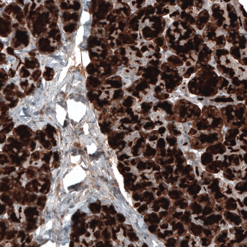 Carboxypeptidase A1/CPA1 Antibody (CL6607) - Azide and BSA Free Immunohistochemistry-Paraffin: Carboxypeptidase A1/CPA1 Antibody [NBP3-44398]