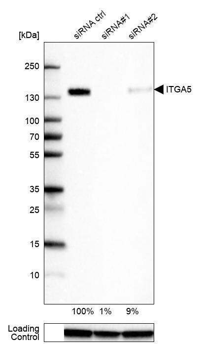 Integrin alpha 5/CD49e Antibody (CL6940) - Azide and BSA Free Western Blot: Integrin alpha 5/CD49e Antibody [NBP3-44402]