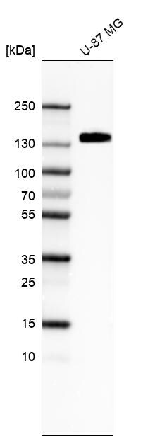 Integrin alpha 5/CD49e Antibody (CL6940) - Azide and BSA Free Western Blot: Integrin alpha 5/CD49e Antibody [NBP3-44402]