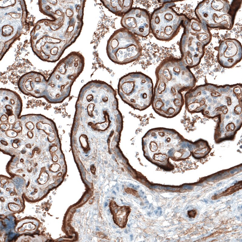 Integrin alpha 5/CD49e Antibody (CL6940) - Azide and BSA Free Immunohistochemistry-Paraffin: Integrin alpha 5/CD49e Antibody [NBP3-44402]