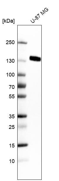 Integrin alpha 5/CD49e Antibody (CL6951) - Azide and BSA Free Western Blot: Integrin alpha 5/CD49e Antibody [NBP3-44404]