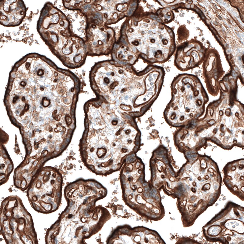 Integrin alpha 5/CD49e Antibody (CL6951) - Azide and BSA Free Immunohistochemistry-Paraffin: Integrin alpha 5/CD49e Antibody [NBP3-44404]
