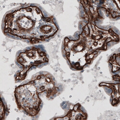 Laminin gamma 1 Antibody (CL3196) - Azide and BSA Free Immunohistochemistry-Paraffin: Laminin gamma 1 Antibody [NBP3-44405]
