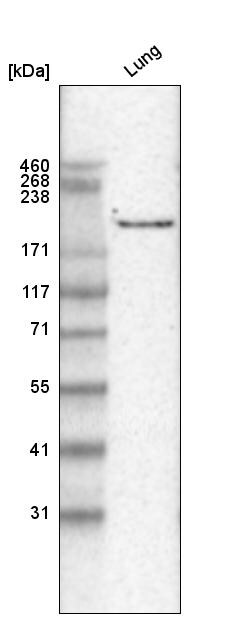 Laminin gamma 1 Antibody (CL3196) - Azide and BSA Free Western Blot: Laminin gamma 1 Antibody [NBP3-44405]