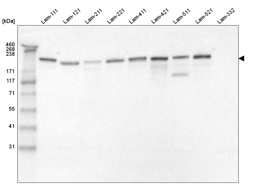Laminin gamma 1 Antibody (CL3195) - Azide and BSA Free Western Blot: Laminin gamma 1 Antibody [NBP3-44406]