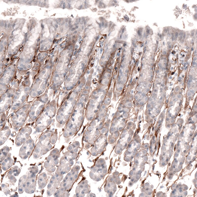 Laminin alpha 4 Antibody (CL3183) - Azide and BSA Free Immunohistochemistry-Paraffin: Laminin alpha 4 Antibody [NBP3-44408]