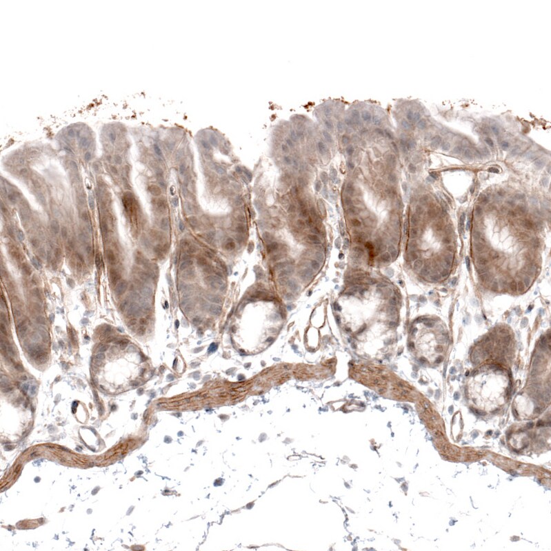 Laminin alpha 4 Antibody (CL3183) - Azide and BSA Free Immunohistochemistry-Paraffin: Laminin alpha 4 Antibody [NBP3-44408]