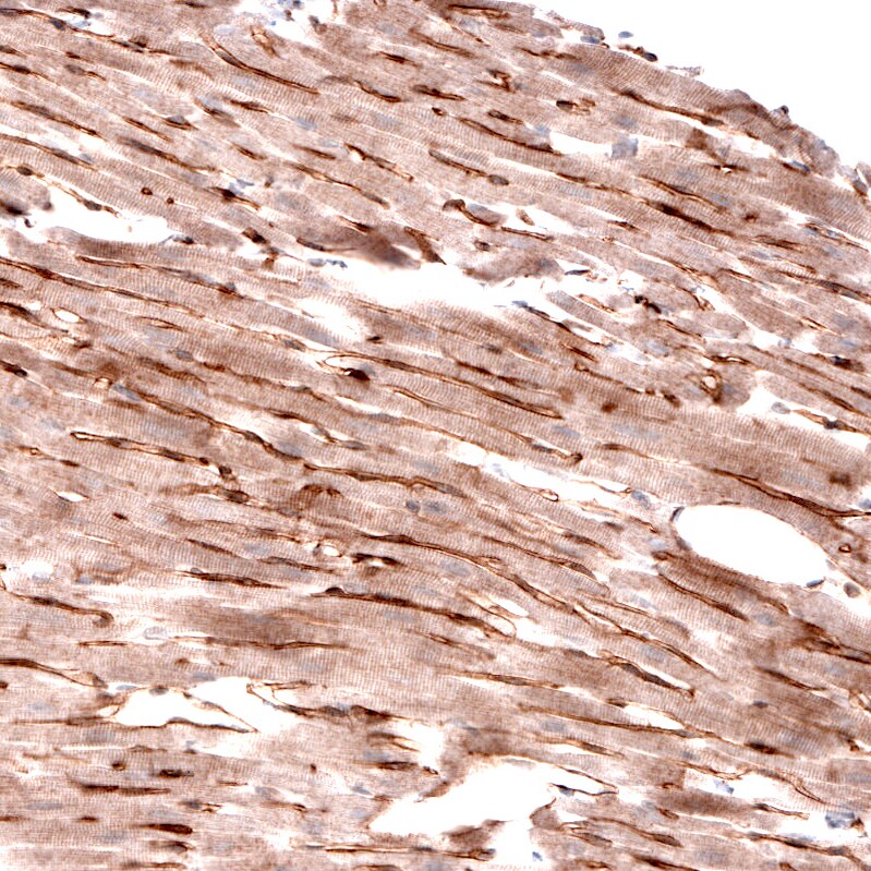 Laminin alpha 4 Antibody (CL3183) - Azide and BSA Free Immunohistochemistry-Paraffin: Laminin alpha 4 Antibody [NBP3-44408]