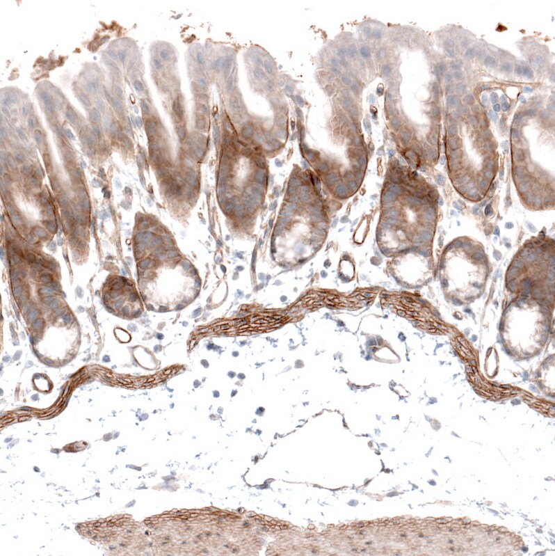 Laminin alpha 4 Antibody (CL3185) - Azide and BSA Free Immunohistochemistry-Paraffin: Laminin alpha 4 Antibody [NBP3-44409]