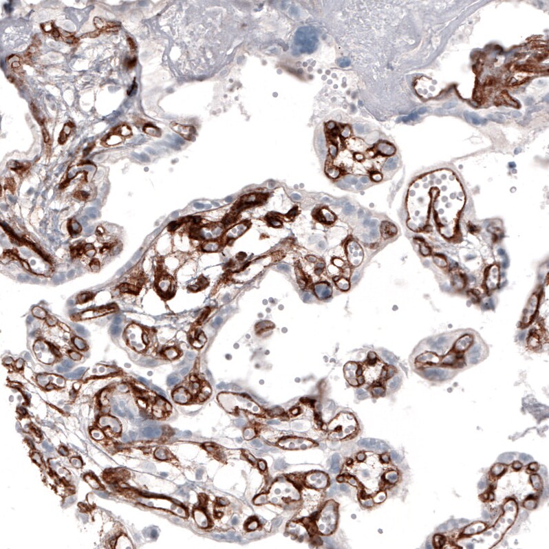 Laminin alpha 4 Antibody (CL3185) - Azide and BSA Free Immunohistochemistry-Paraffin: Laminin alpha 4 Antibody [NBP3-44409]
