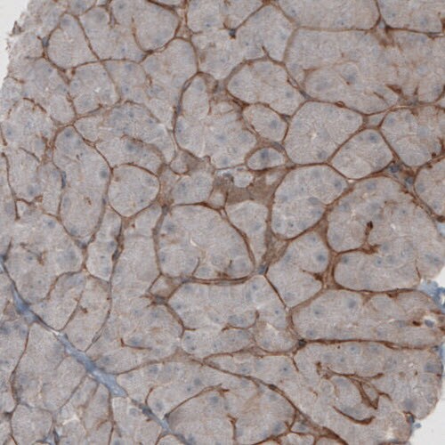 Laminin beta 1 Antibody (CL2970) - Azide and BSA Free Immunohistochemistry-Paraffin: Laminin beta 1 Antibody [NBP3-44411]