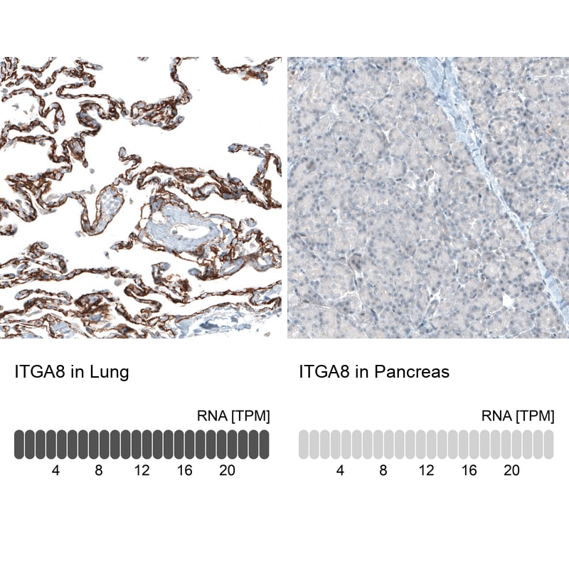 Integrin alpha 8 Antibody (CL7304) - Azide and BSA Free Immunohistochemistry-Paraffin: Integrin alpha 8 Antibody [NBP3-44412]