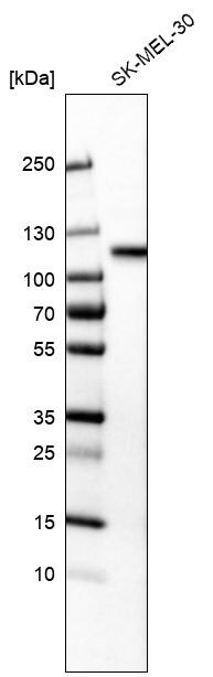 Sortilin Antibody (CL6528) - Azide and BSA Free Western Blot: Sortilin Antibody [NBP3-44415]