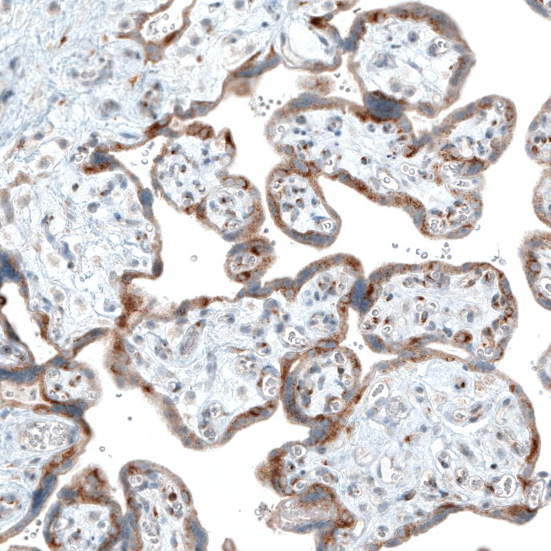 Sortilin Antibody (CL6528) - Azide and BSA Free Immunohistochemistry-Paraffin: Sortilin Antibody [NBP3-44415]
