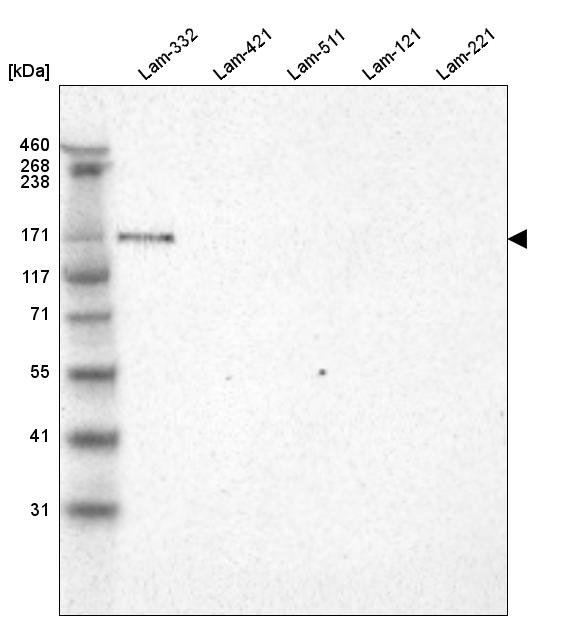 Laminin alpha 3 Antibody (CL3112) - Azide and BSA Free Western Blot: Laminin alpha 3 Antibody [NBP3-44416]