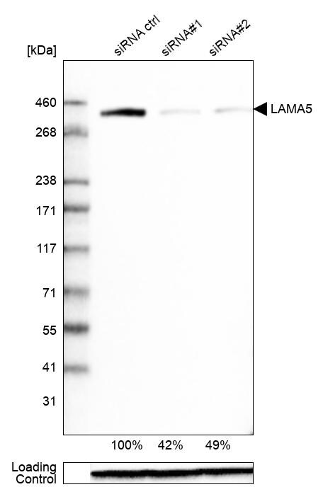 Laminin alpha 5 Antibody (CL3118) - Azide and BSA Free Western Blot: Laminin alpha 5 Antibody [NBP3-44417]
