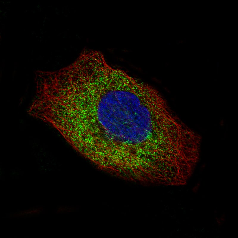 LAMC2 Antibody (CL2980) - Azide and BSA Free Immunocytochemistry/ Immunofluorescence: LAMC2 Antibody [NBP3-44421]