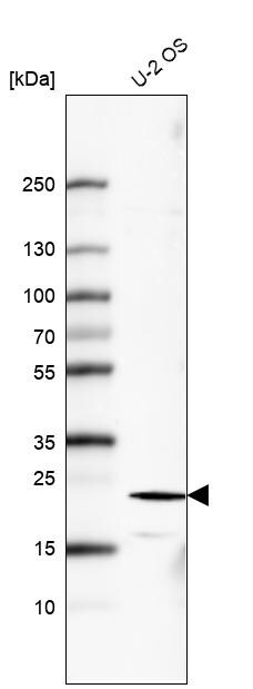 FGF-21 Antibody (CL6491) - Azide and BSA Free Western Blot: FGF-21 Antibody [NBP3-44424]