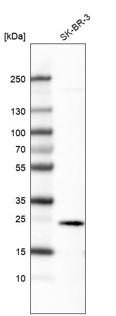Ephrin-A1 Antibody (CL6501) - Azide and BSA Free Western Blot: Ephrin-A1 Antibody [NBP3-44427]