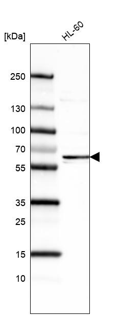 SSEA-1 Antibody (CL6334) - Azide and BSA Free Western Blot: SSEA-1 Antibody [NBP3-44428]
