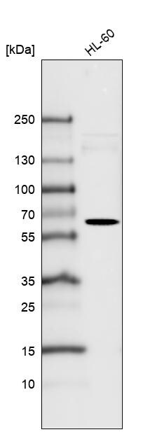 SSEA-1 Antibody (CL6365) - Azide and BSA Free Western Blot: SSEA-1 Antibody [NBP3-44429]
