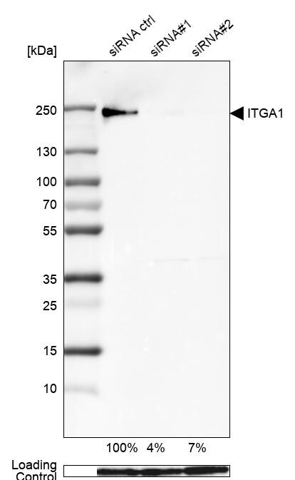 Integrin alpha 1/CD49a Antibody (CL7207) - Azide and BSA Free Western Blot: Integrin alpha 1/CD49a Antibody [NBP3-44430]