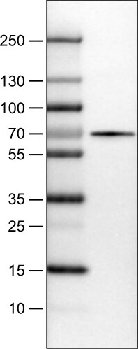 FATP5/SLC27A5 Antibody (CL0213) - Azide and BSA Free Western Blot: FATP5/SLC27A5 Antibody [NBP3-44432]
