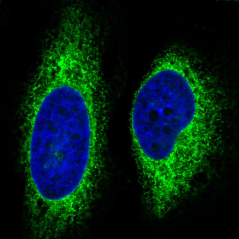 gp96/HSP90B1/GRP94 Antibody (CL2647) - Azide and BSA Free Immunocytochemistry/ Immunofluorescence: gp96/HSP90B1/GRP94 Antibody [NBP3-44433]