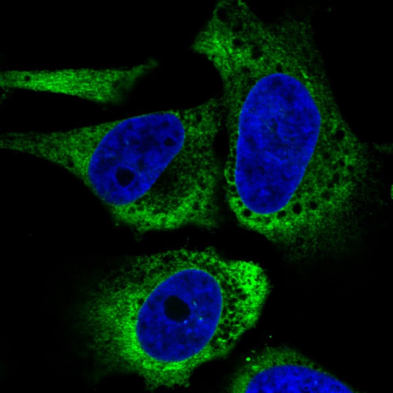 gp96/HSP90B1/GRP94 Antibody (CL2647) - Azide and BSA Free Immunocytochemistry/ Immunofluorescence: gp96/HSP90B1/GRP94 Antibody [NBP3-44433]