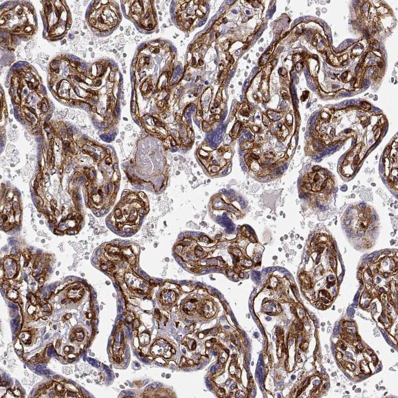 Laminin gamma 1 Antibody (CL3199) - Azide and BSA Free Immunohistochemistry-Paraffin: Laminin gamma 1 Antibody [NBP3-44435]