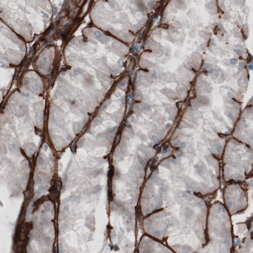 Laminin gamma 1 Antibody (CL3201) - Azide and BSA Free Immunohistochemistry-Paraffin: Laminin gamma 1 Antibody [NBP3-44436]