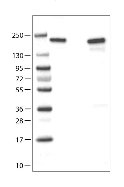 ATAD2 Antibody (CL0182) - Azide and BSA Free Western Blot: ATAD2 Antibody [NBP3-44437]