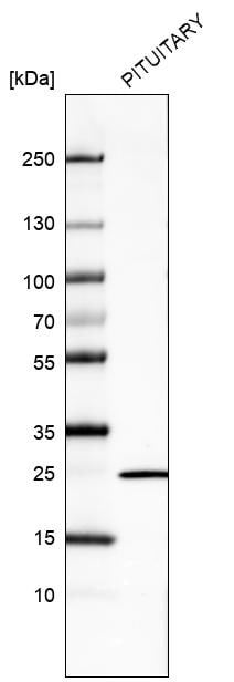 Prolactin Antibody (CL6553) - Azide and BSA Free Western Blot: Prolactin Antibody [NBP3-44439]