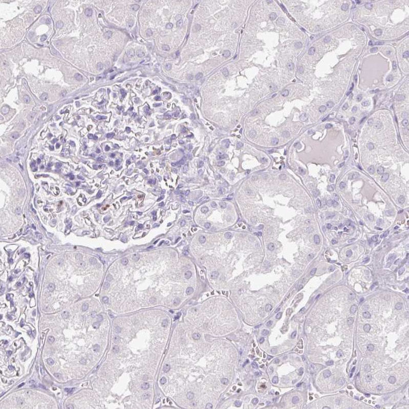 Arginase 1/ARG1/liver Arginase Antibody (CL0186) - Azide and BSA Free Immunohistochemistry-Paraffin: Arginase 1/ARG1/liver Arginase Antibody [NBP3-44441]