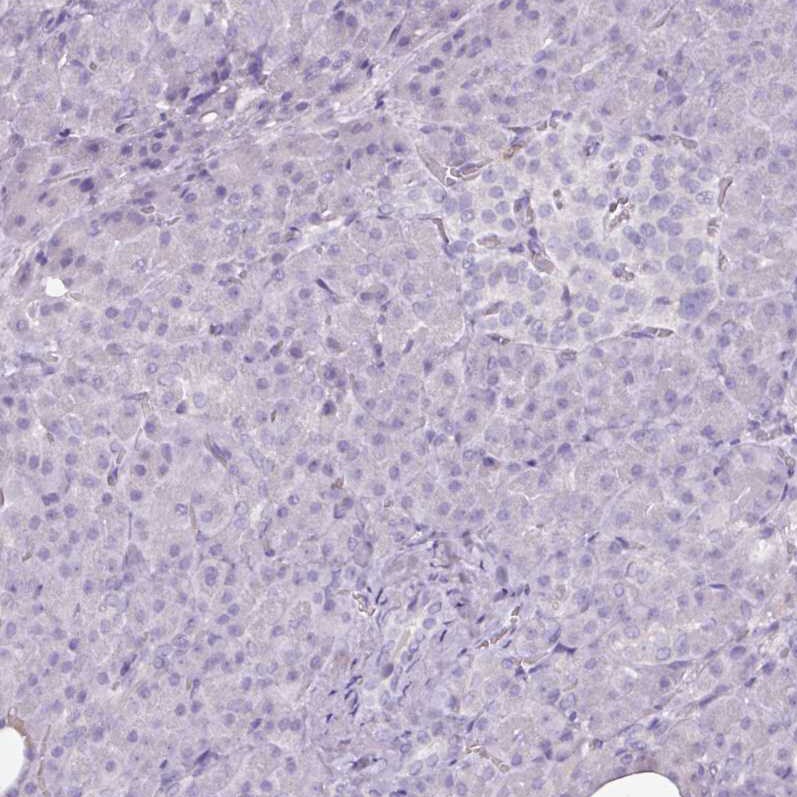 Arginase 1/ARG1/liver Arginase Antibody (CL0186) - Azide and BSA Free Immunohistochemistry-Paraffin: Arginase 1/ARG1/liver Arginase Antibody [NBP3-44441]