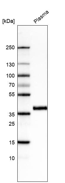 Activin C/Inhibin beta C Antibody (CL6916) - Azide and BSA Free Western Blot: Activin C/Inhibin beta C Antibody [NBP3-44443]