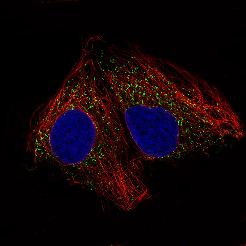 ACAA1 Antibody (CL2650) - Azide and BSA Free Immunocytochemistry/ Immunofluorescence: ACAA1 Antibody [NBP3-44444]