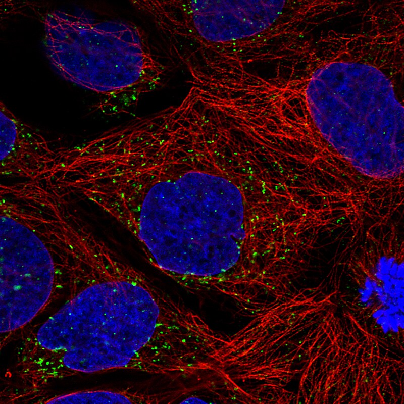 ACAA1 Antibody (CL2662) - Azide and BSA Free Immunocytochemistry/ Immunofluorescence: ACAA1 Antibody [NBP3-44445]