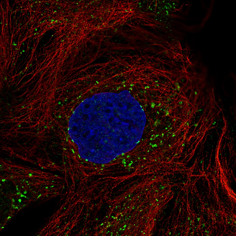 ACAA1 Antibody (CL2663) - Azide and BSA Free Immunocytochemistry/ Immunofluorescence: ACAA1 Antibody [NBP3-44446]